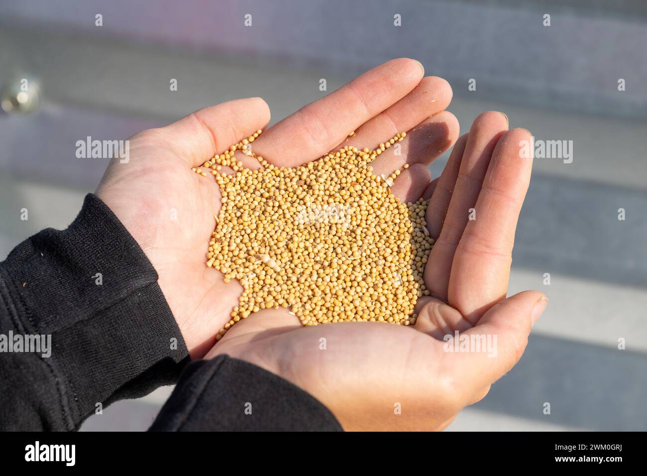 Hände mit frisch geerntetem Senfsamen Stockfoto