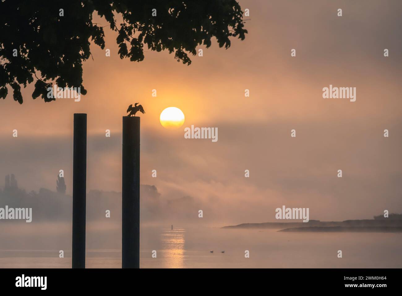 Deutschland, Hamburg, Kormoran, der bei nebligem Sonnenaufgang auf dem Flußpfosten sitzt Stockfoto