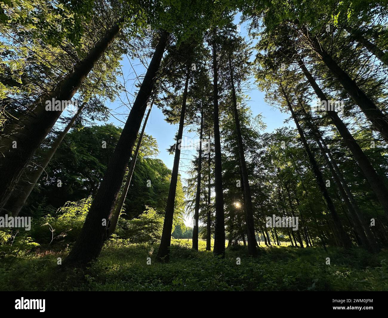 Der Tollymore Forest Park, Nordirland, ist ein flacher Winkel mit üppig grünen Bäumen Stockfoto