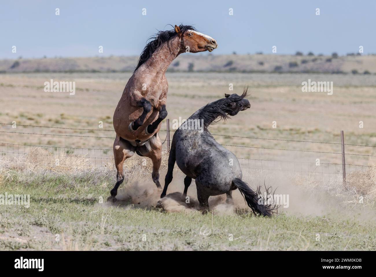 Die Wildpferdeherde des Onaqui Mountain hat eine leichte bis mittelschwere Struktur und ist in Farben wie Sauerampfer, roan, Buchleder, Schwarz, Palomino, und grau. Stockfoto