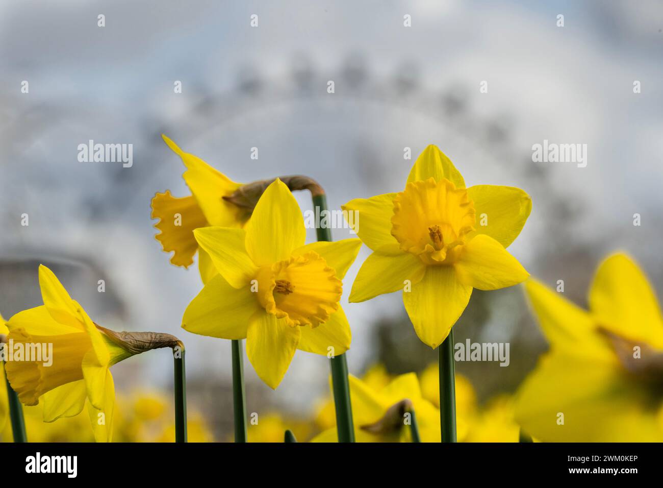 London, Großbritannien. Februar 2024. Frühe Anzeichen des Frühlings wenn die Narzissen beginnen, gibt es eine kurze Pause im starken Regen und die Sonne versucht, im St James Park herauszukommen. Guy Bell/Alamy Live News Stockfoto