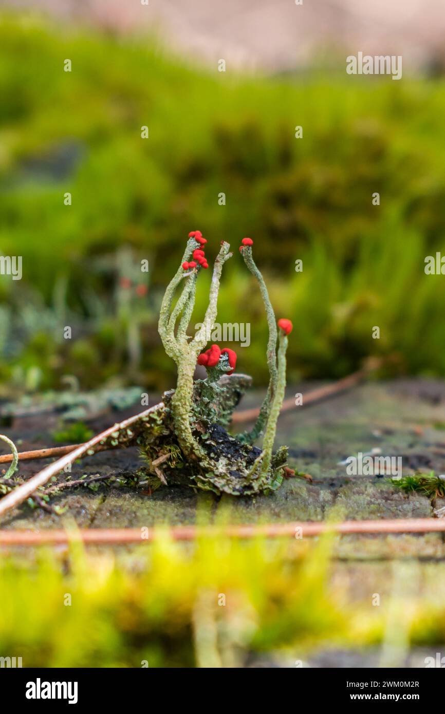Pixie Cup Flechte (Cladonia sp.) In Sao Francisco de Paula, Serra Gaucha - Süden Brasiliens Stockfoto