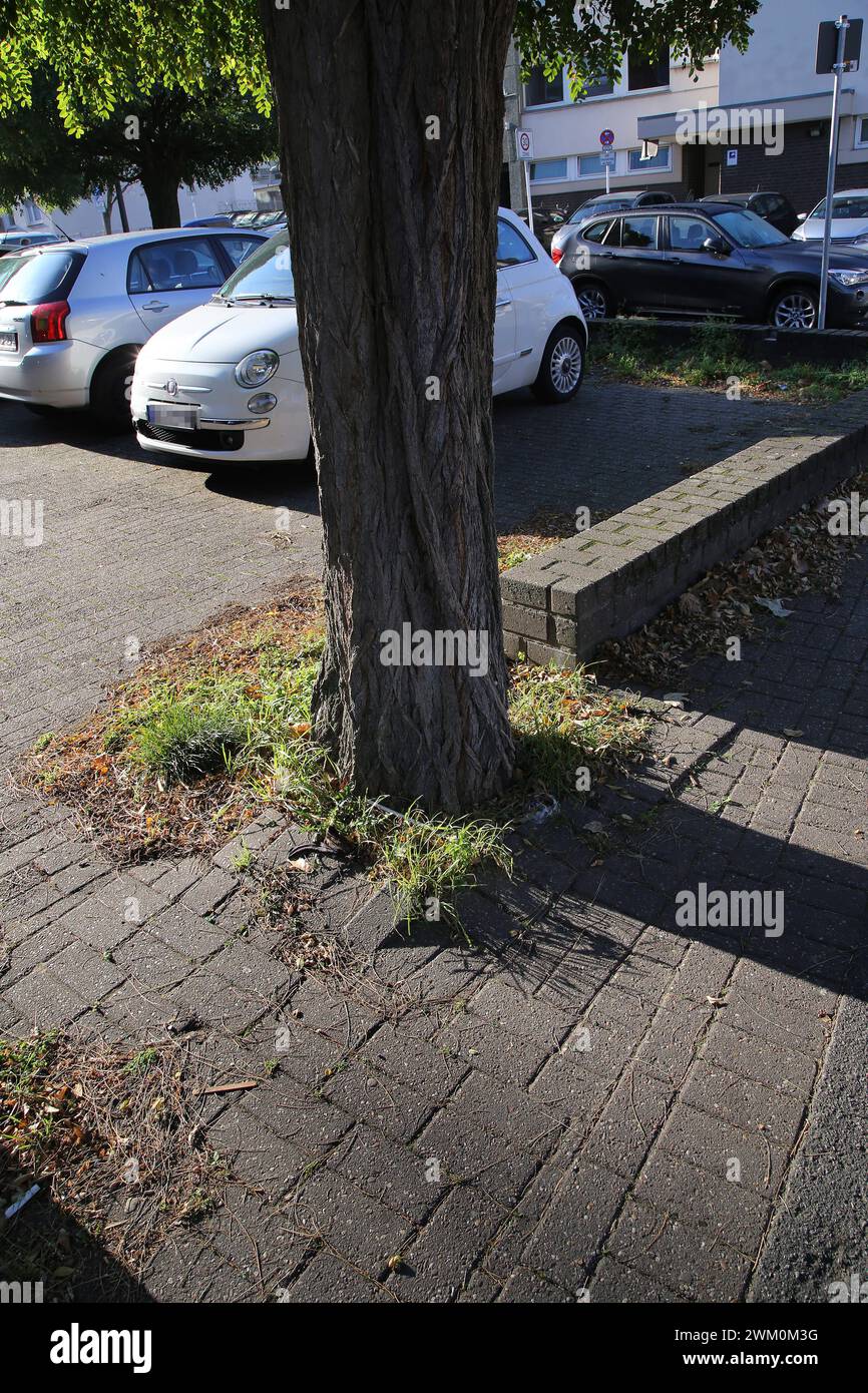 11.05.2022 ein Stadtbaum in Not. Der Raum für das Wurzelwachstum dieser Esche ist praktisch nicht vorhanden. Bis an den Stamm heran sind die Pflastersteine verlegt. So kann kaum Wasser ins Wurzelwerk gelangen. Die Wurzel sprengen aus not die Pflastersteindecke auf. *** 11 05 2022 ein städtischer Baum, der braucht der Raum für die Wurzeln dieser Esche ist praktisch nicht vorhanden. Die Pflastersteine werden bis zum Stamm gelegt. so dass Wasser fast unmöglich an die Wurzeln gelangt, sprengen die Wurzeln die Pflastersteine aus der Notwendigkeit heraus Stockfoto