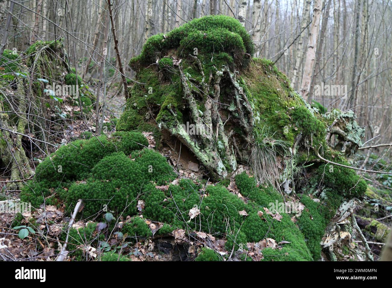 03.05.2023 immer hufiger werden umgefallene Bume und herumliegende ste  als Totholz im Wald belassen, so dass Moose, Flechten, Efeu, Farne und  weitere Pflanzen die Nhrstoffe aus dem Stamm fr ihr Wachstum verwenden