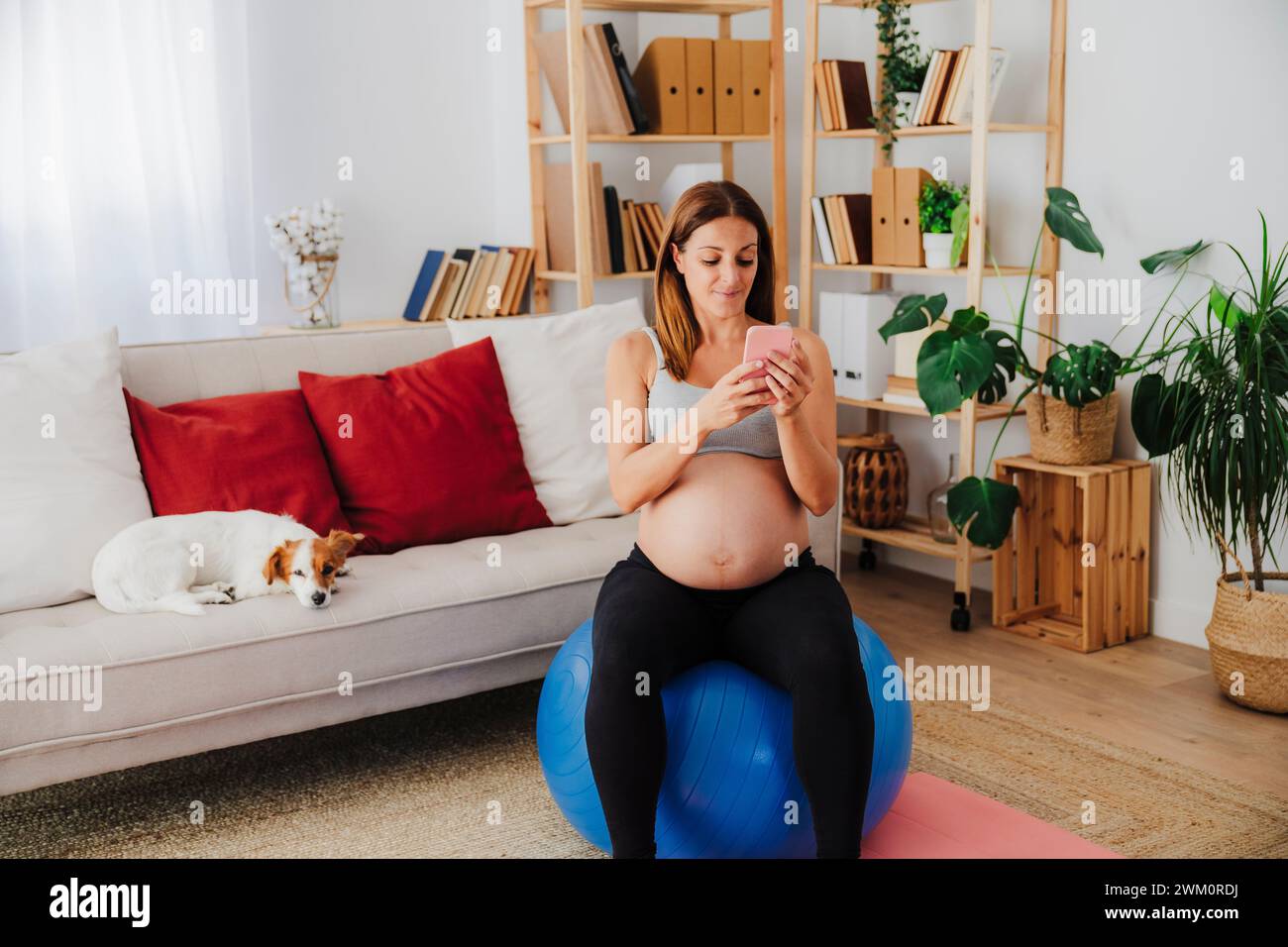 Schwangere Frau, die ihr Smartphone benutzt und auf einem Fitnessball in der Nähe des Hundes im Wohnzimmer zu Hause sitzt Stockfoto