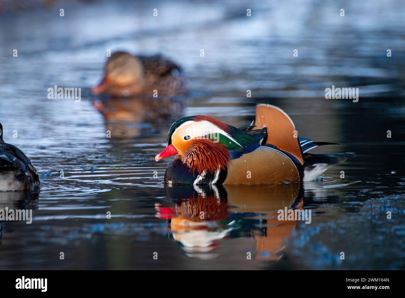 Drei Enten schwimmen gemütlich in einem Teich an einem hellen, sonnigen Tag 0 Stockfoto