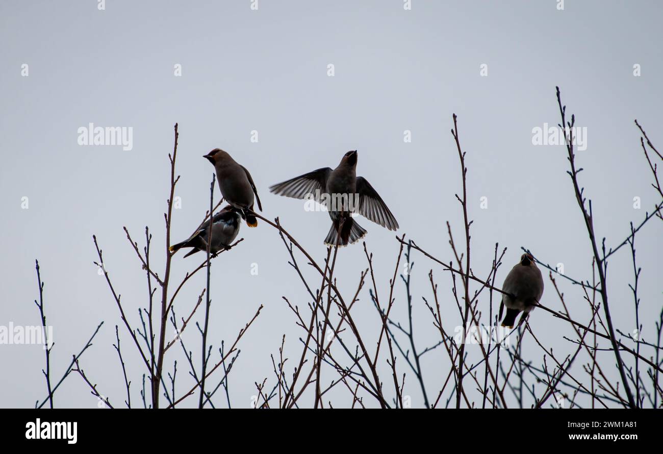 Mehrere Vögel auf Baumbranchesi Stockfoto
