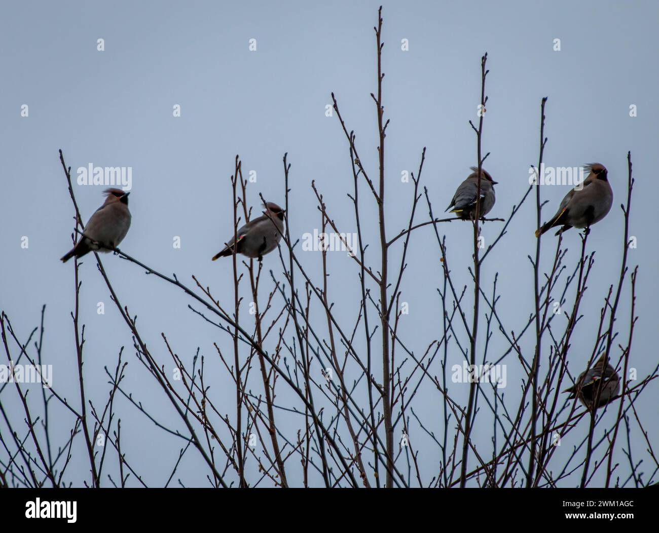 Sechs Vögel auf Ästen, einer singt Stockfoto