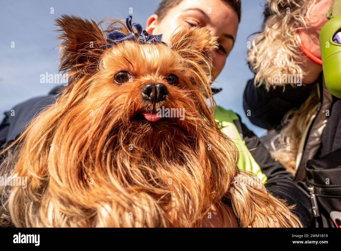 Valencia, 18. Februar 2024: Hund auf dem Flohmarkt Stockfoto