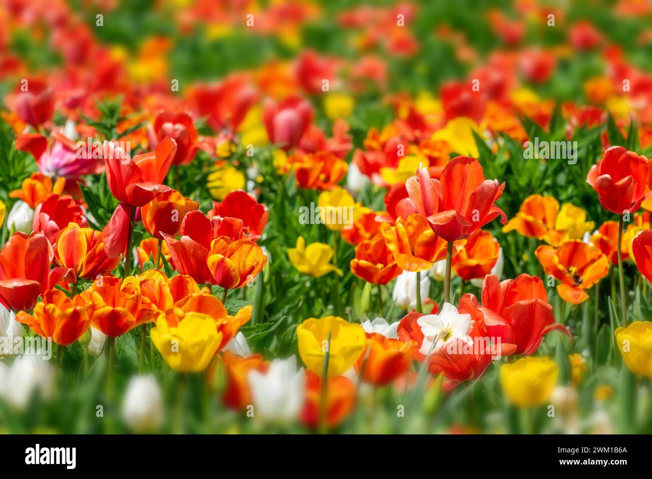 Buntes Feld mit orangefarbenen und gelben Tulpenblüten im Frühling Stockfoto