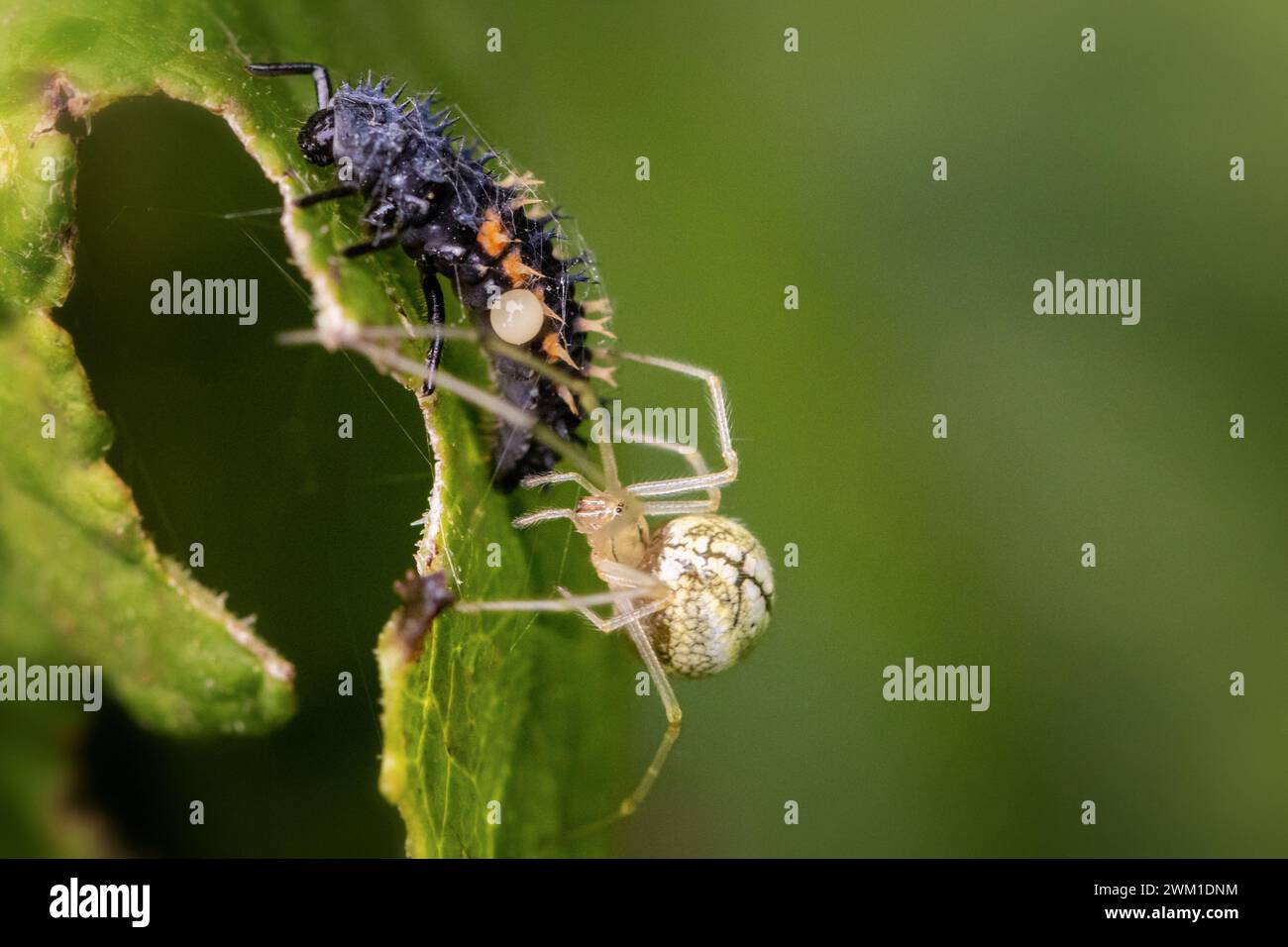 Gewöhnliche Candy-Striped Spider (Enoplognatha ovata), die eine Marienkäfer-Larve als Nahrung einhüllt, britische Tierwelt Stockfoto