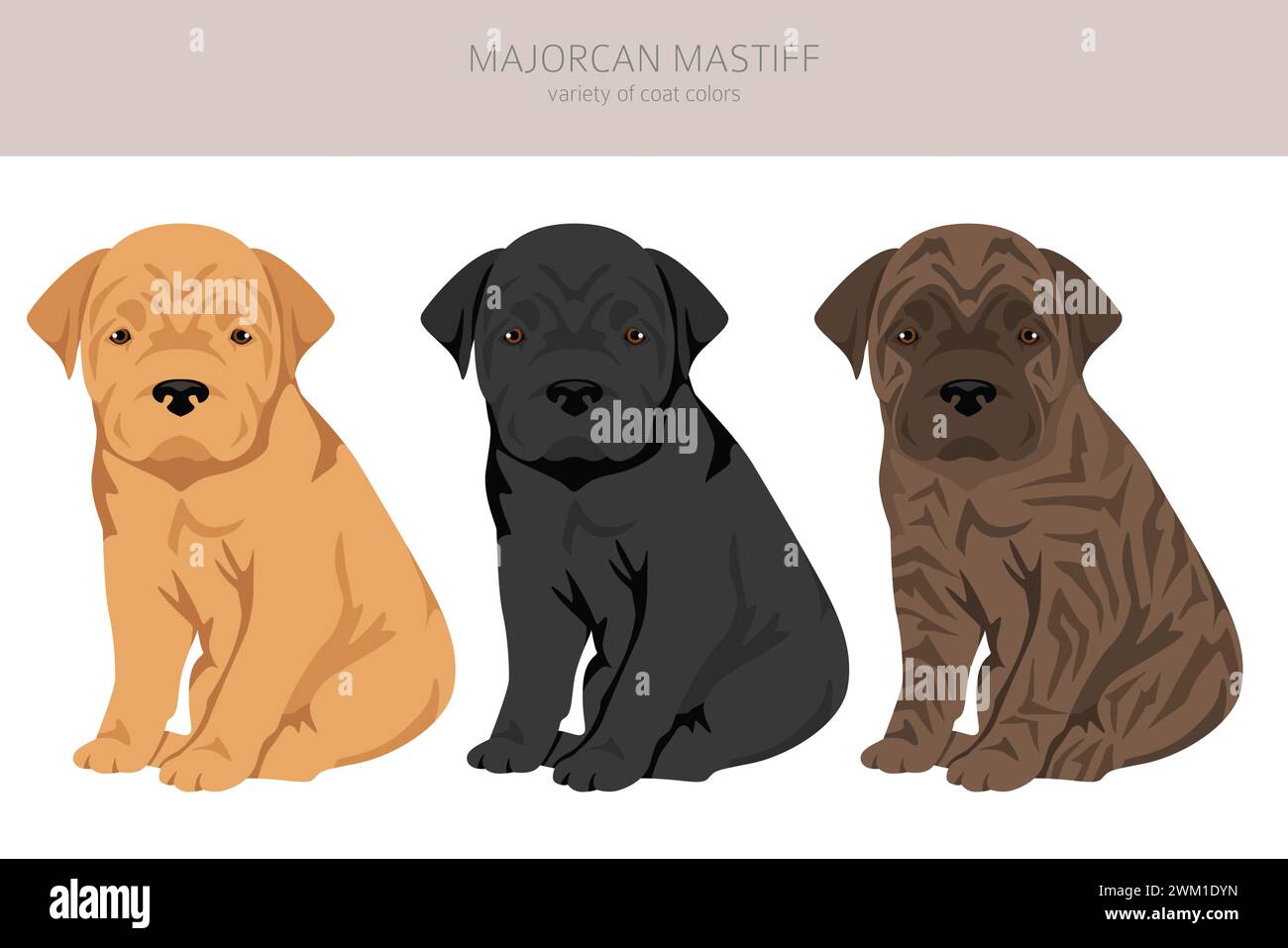 Mallorquinische Mastiff Welpen Clipart. Alle Lackfarben festgelegt. Infografik zu den Merkmalen aller Hunderassen. Vektorabbildung Stock Vektor