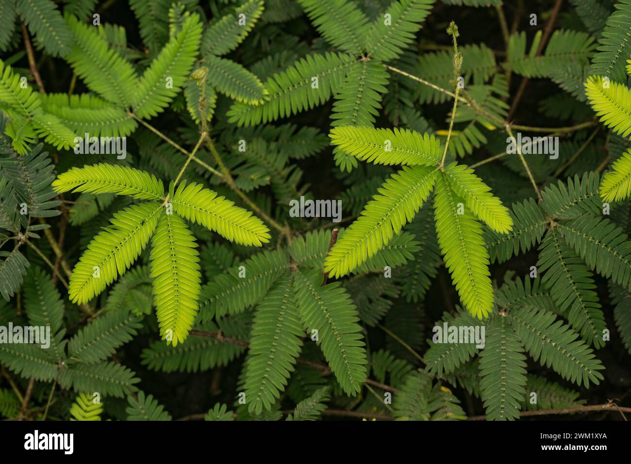 Empfindliche Pflanze: Mimosa pudica. Stockfoto