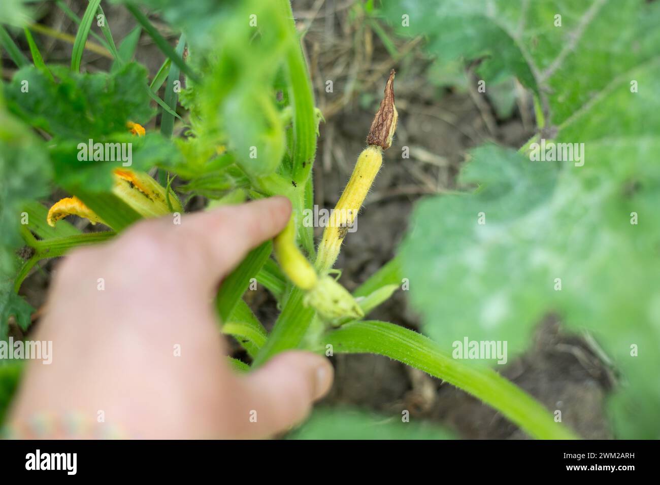 Ein Gärtner untersucht in einem Gemüsegarten eine erkrankte, gelbgelbe Frucht einer Zucchini-Pflanze. Erkrankungen der Gemüsepflanzen und Prävention. Stockfoto