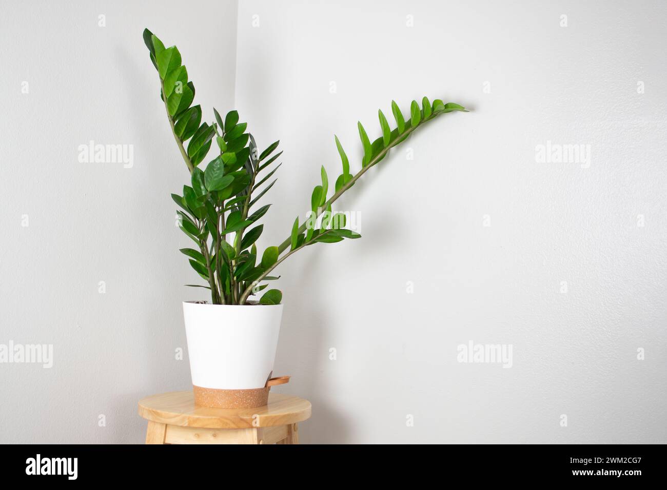 ZZ-Pflanze (Zamioculcas zamiifolia) in einem weißen Topf. Wunderschöne, trendige Zimmerpflanze. Innenarchitektur Stockfoto