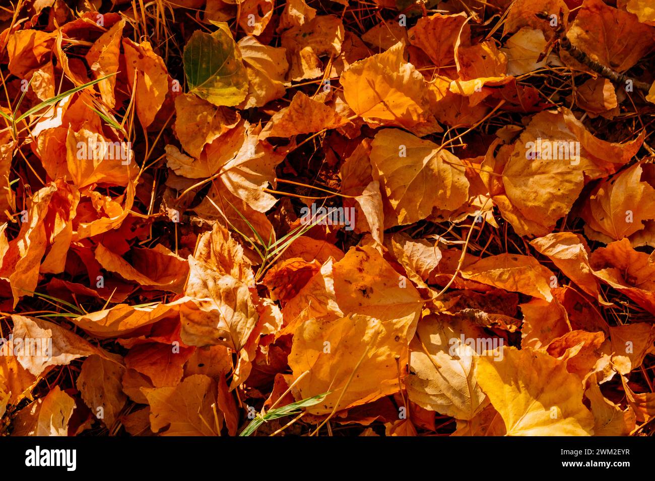 Herbstlaub im Herbst. Frailes, Jaén, Andalucía, Spanien, Europa Stockfoto