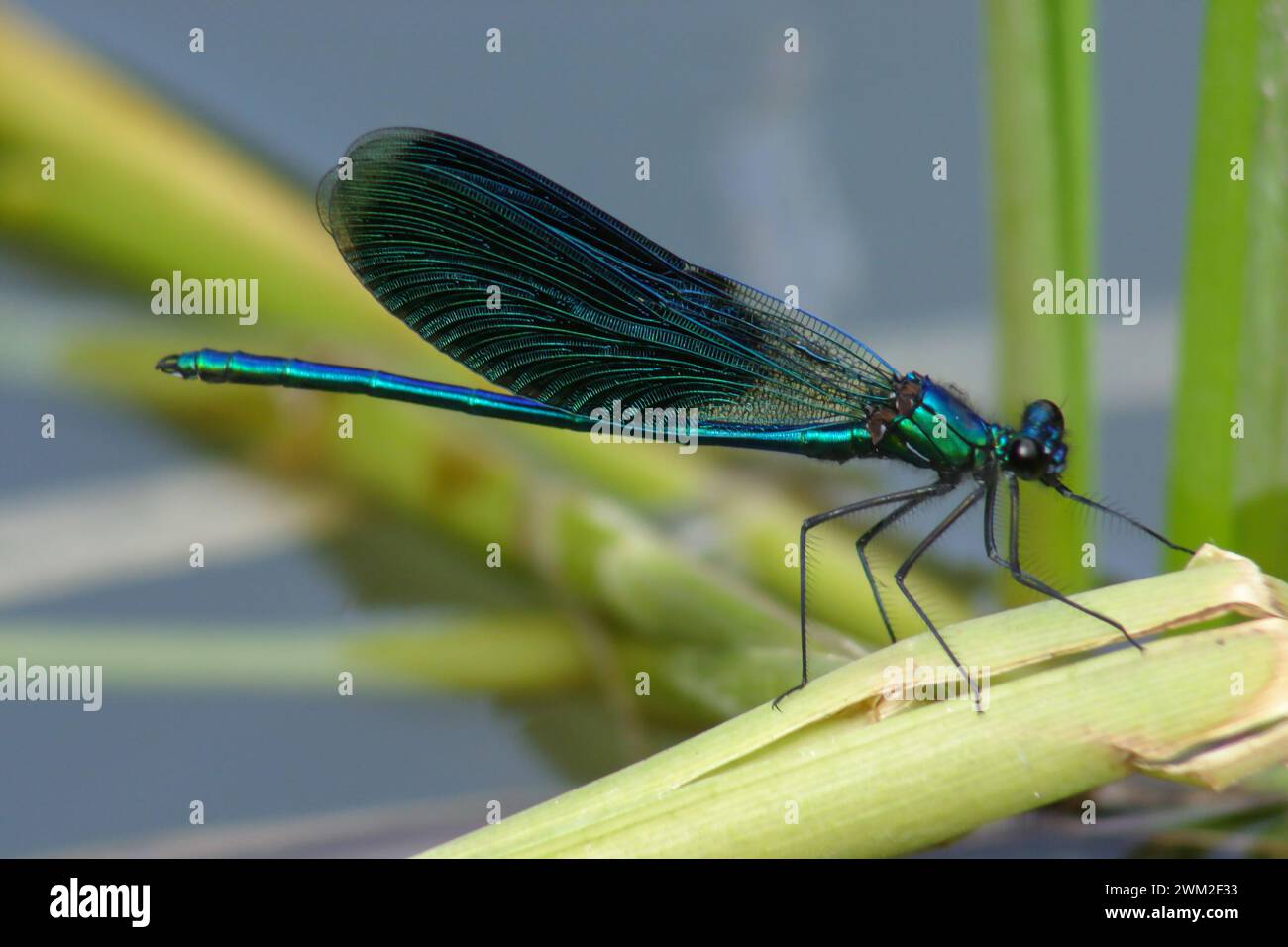 Die blaue Libelle sitzt auf dem Schilf am Ufer des Teichs Stockfoto