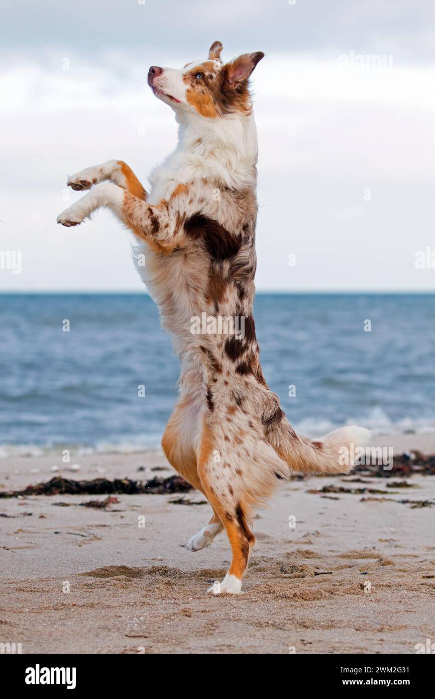 Australian Shepherd / Aussie, eine Rasse von Hütehund aus den Vereinigten Staaten, die am Strand steht Stockfoto