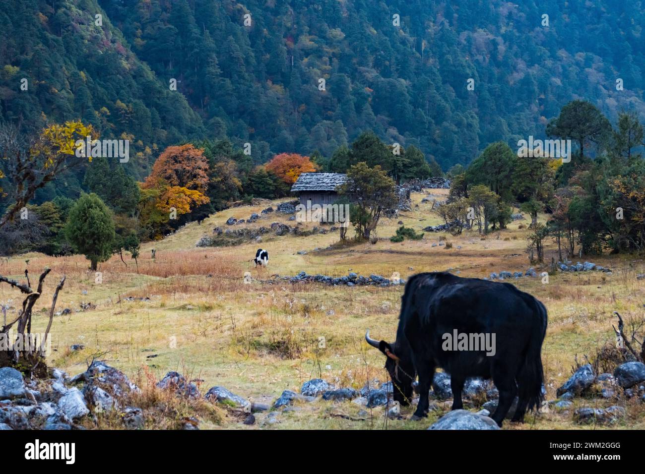 Himalaya Yak in der wunderschönen Landschaft des Folay Phale Dorfes in Ghunsa, Taplejung, Kanchenjunga Region, Nepal Stockfoto