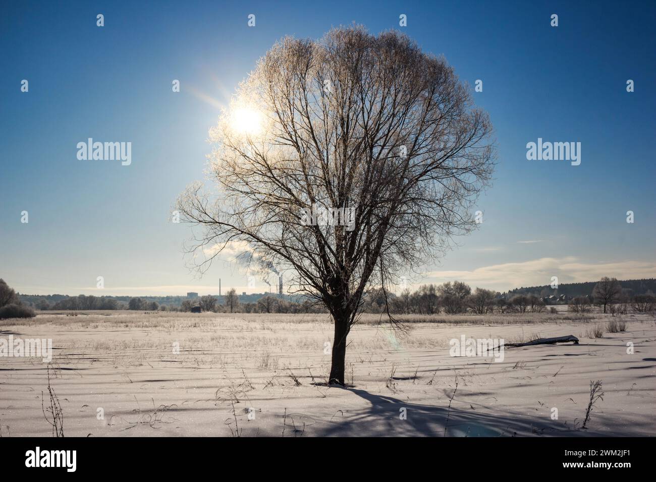 Ein einsamer Baum, der inmitten eines verschneiten Feldes vor dem Hintergrund der Sonne am blauen Himmel wächst Stockfoto