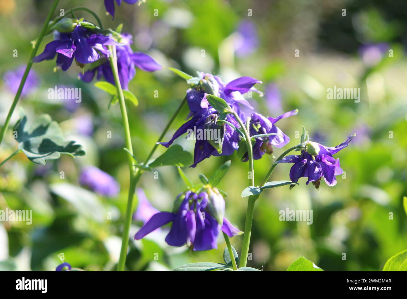 Blaue kolumbinenblüte (Aquilegia) vor hellgrünem Bokeh-floralem Hintergrund im Frühjahr Stockfoto