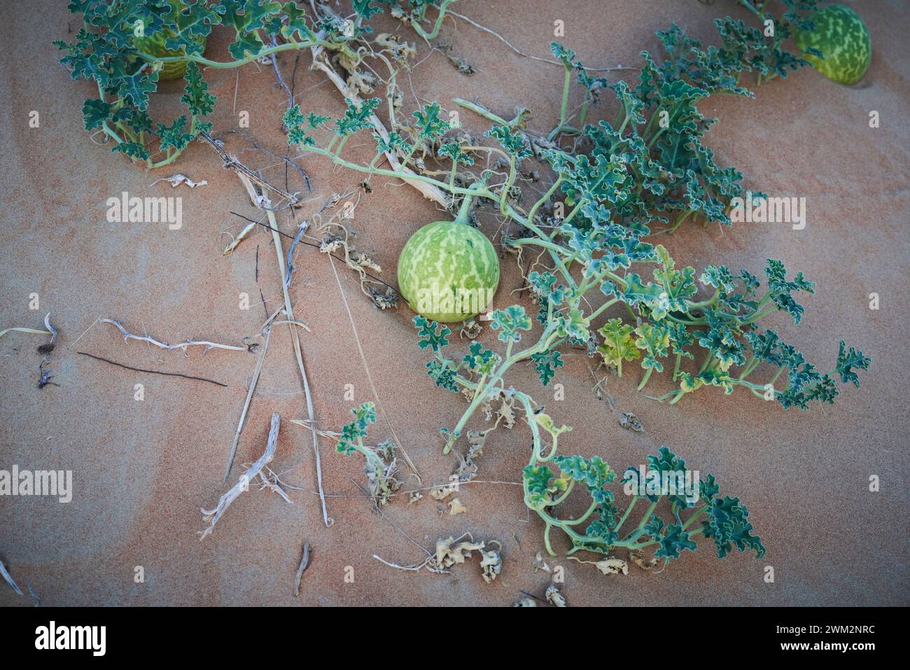 Ein Bitterapfel oder Colocynth, lateinischer Name Citrullus Colocynthis in der Wüste nahe Dubai, Vereinigte Arabische Emirate Stockfoto