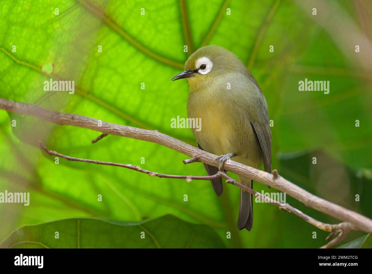 Ein weißes Auge des Kilimandscharo, das auf einem Zweig in einem Zoo sitzt, grüner Hintergrund Stockfoto