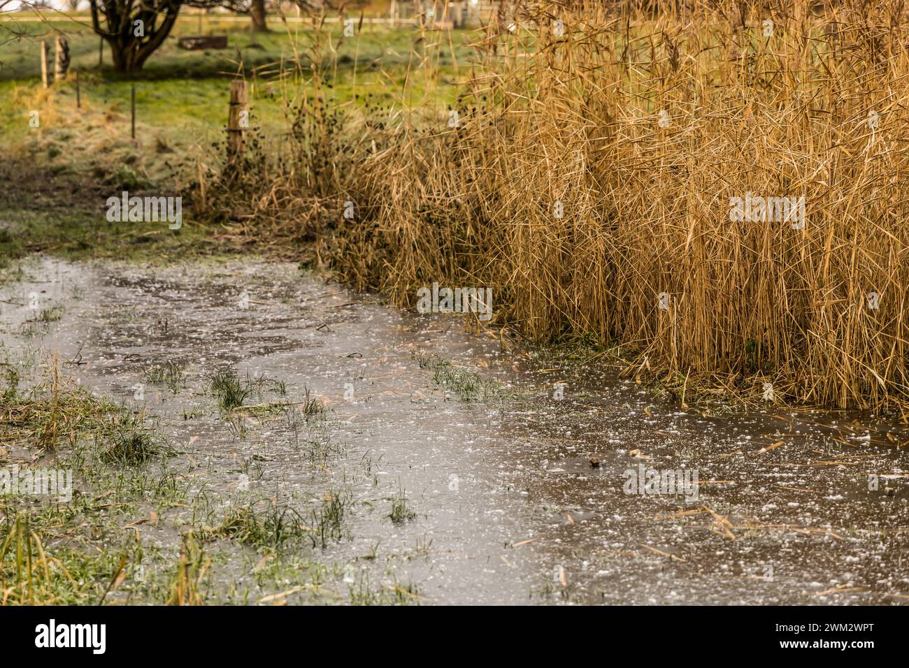 Große Pfütze unter Eis in der Natur. Gefrorenes Wasser. Stockfoto