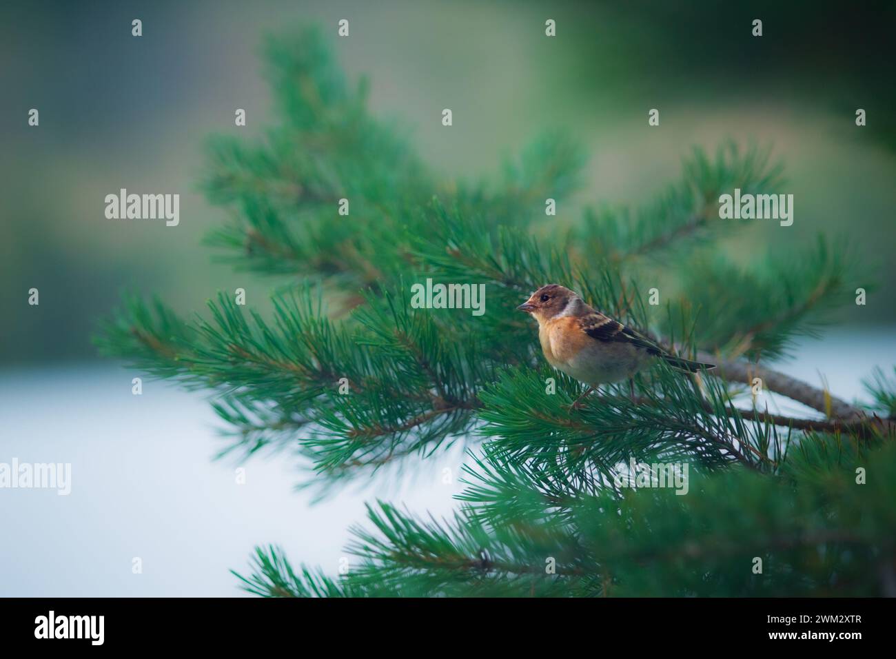Bergfink auf einem AST, Chaffinch auf einem Zweig einer Kiefer im Winter. Stockfoto