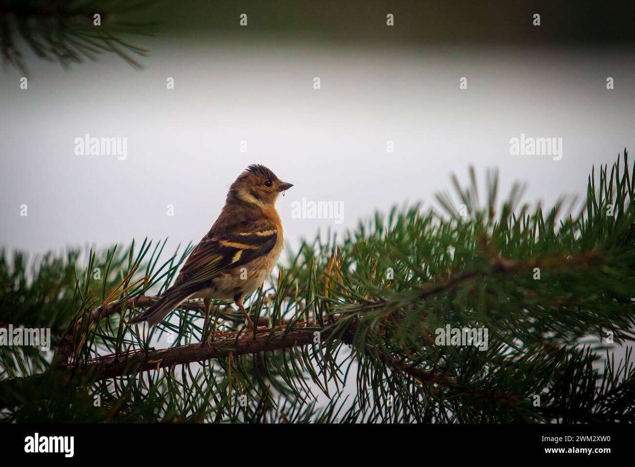 Bergfink, Chaffinch auf einem Zweig einer Kiefer im Winter. Stockfoto