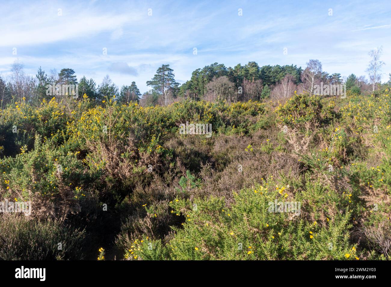 Blick auf Blackheath Common, eine Flachland-Heidefläche in den Surrey Hills AONB, England, Großbritannien, mit gelben Blumen auf Ginsterbüschen Stockfoto