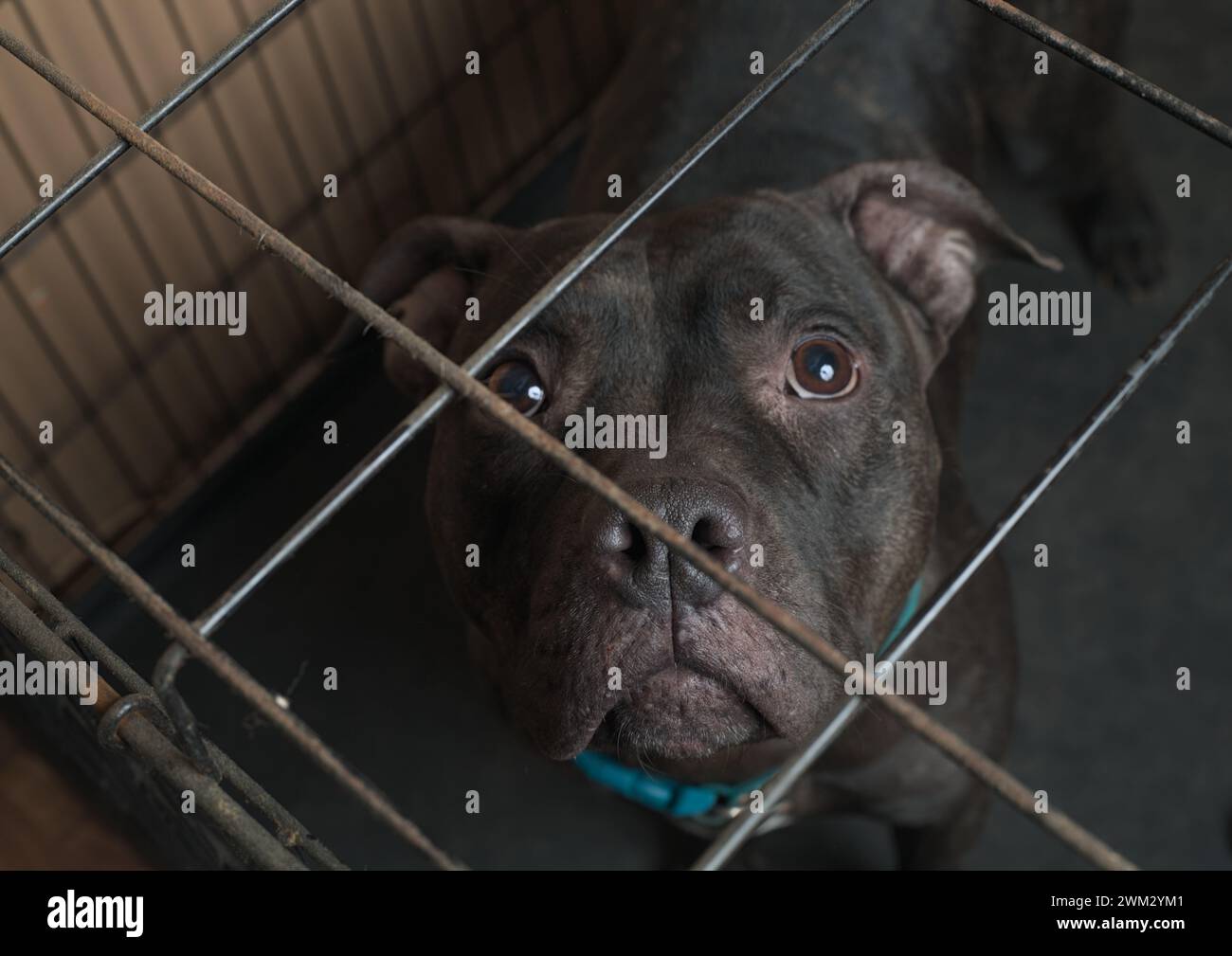 Belastbarkeit im Einschluss: Die Stärke eines Pitbull scheint durch die Stäbe. Brechen Sie die Ketten, nehmen Sie Mitgefühl an. 🐾 #PitBullFreedom" Stockfoto