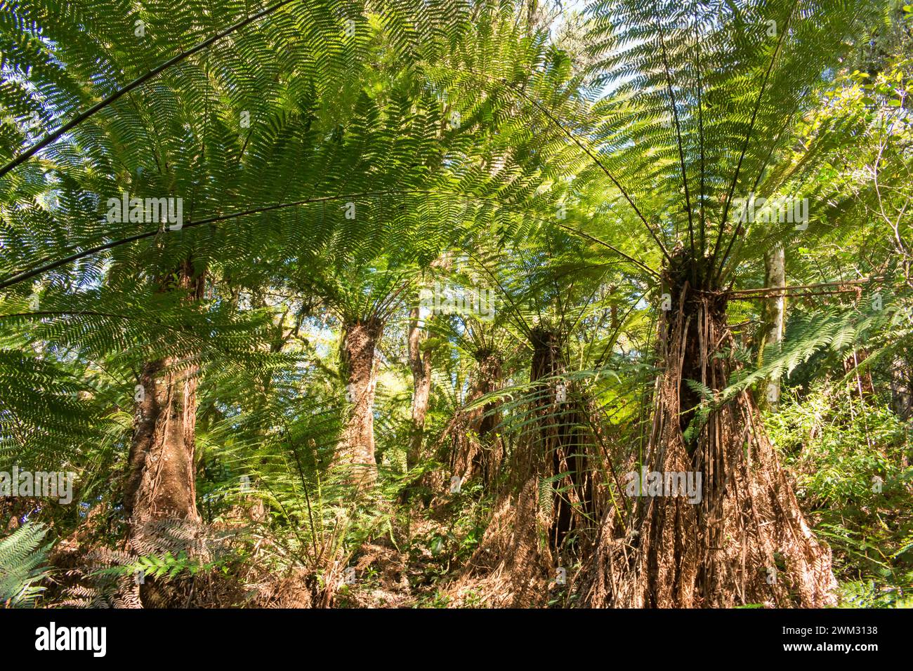 Einheimischer Wald mit vielen Dicksonia sellowiana (Xaxim), einem vom Aussterben bedrohten Farnfarn im Ronda Naturpark in Sao Francisco de Paula (Brasilien) Stockfoto