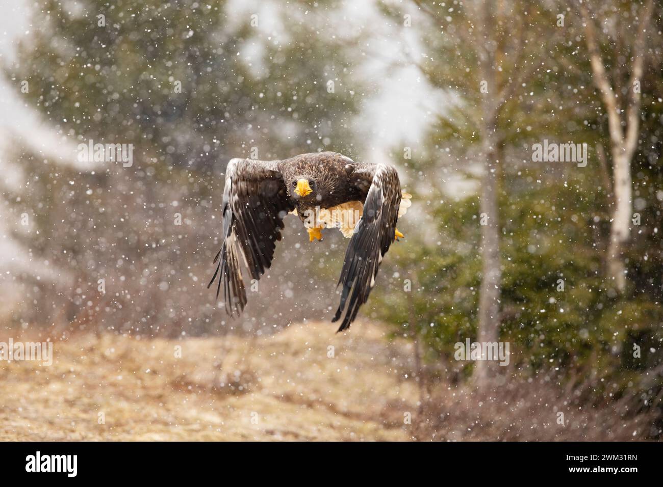 Steller's Seeadler (Haliaeetus pelagicus) fliegende Raubvogel an verschneiten Wintertagen, Japan. Stockfoto
