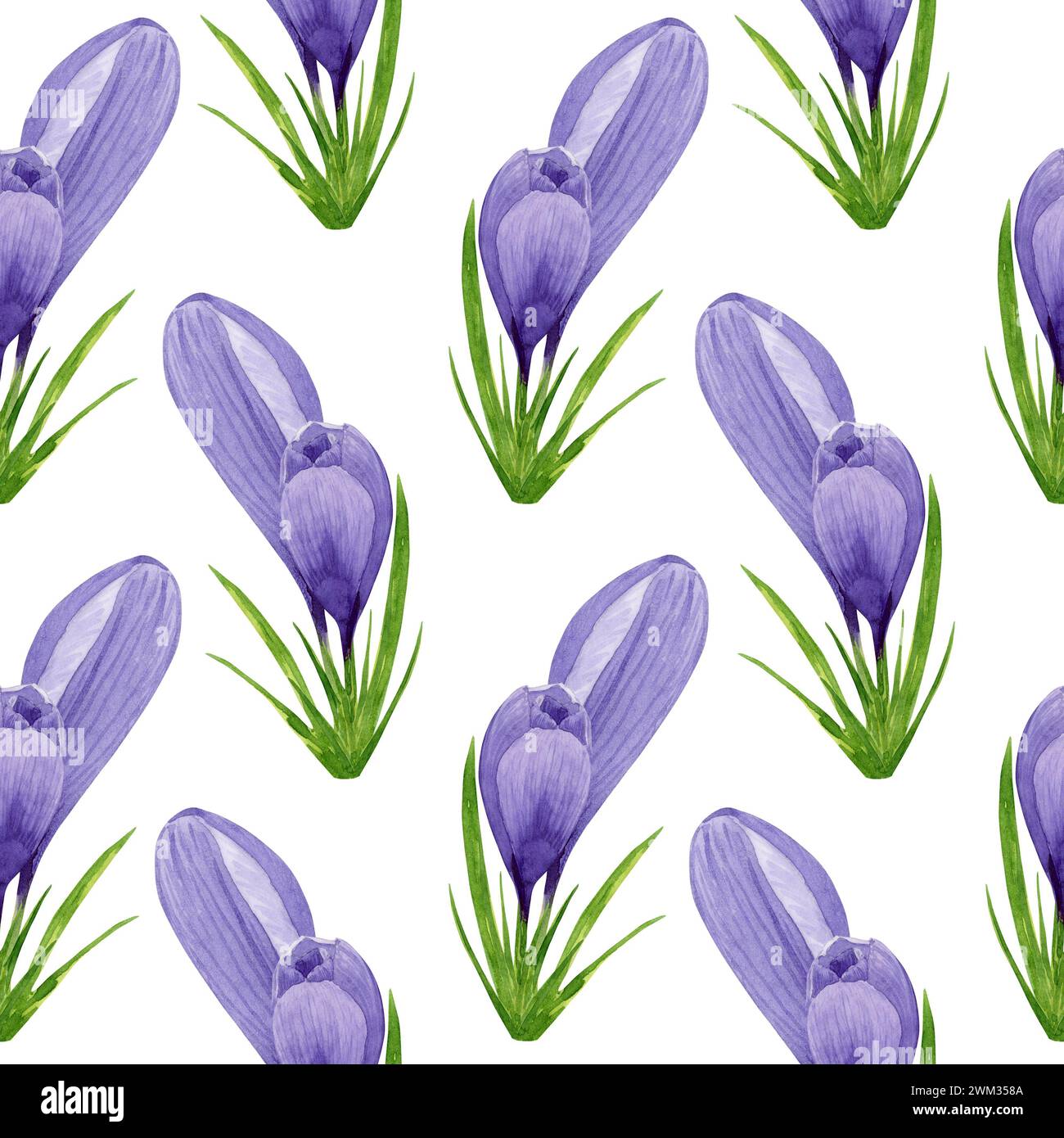 Aquarell lila Krokusse nahtloses Muster, Frühlingsblumen Digitalpapier auf weißem Hintergrund. Handgemalte Blumenabbildung. Für Textildesign, S. Stockfoto