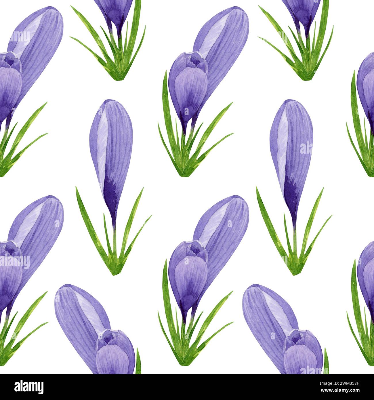 Aquarell lila Krokusse nahtloses Muster, Frühlingsblumen Digitalpapier auf weißem Hintergrund. Handgemalte Blumenabbildung. Für Textildesign, S. Stockfoto