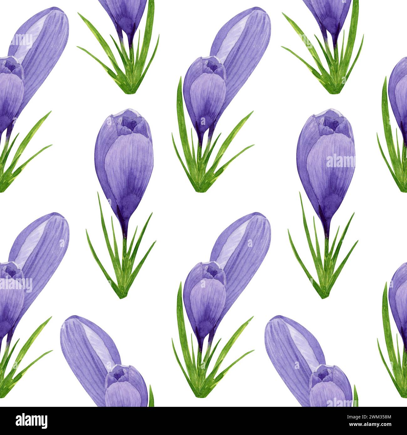 Aquarell lila Krokusse nahtloses Muster, Frühlingsblumen Digitalpapier auf weißem Hintergrund. Handgemalte Blumenabbildung. Für Textildesign, S. Stockfoto