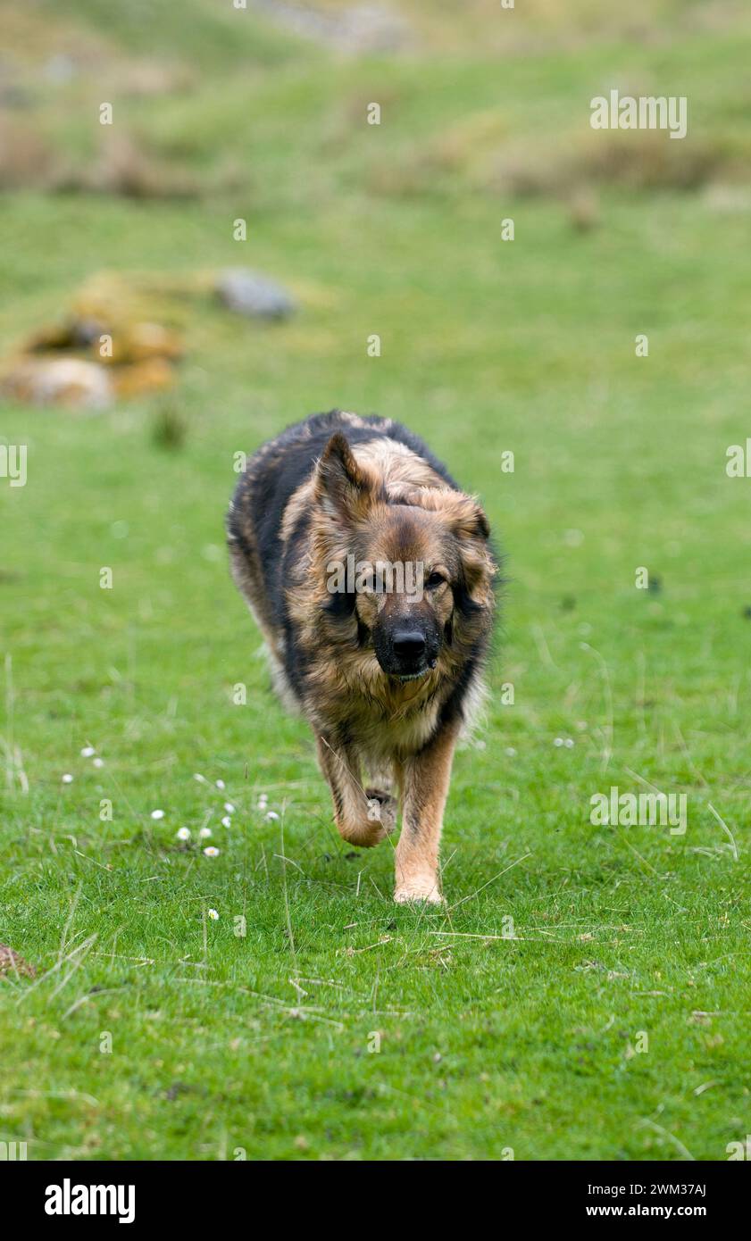 Deutscher Schäferhund läuft auf Gras in Glen Cassley, Schottland Stockfoto