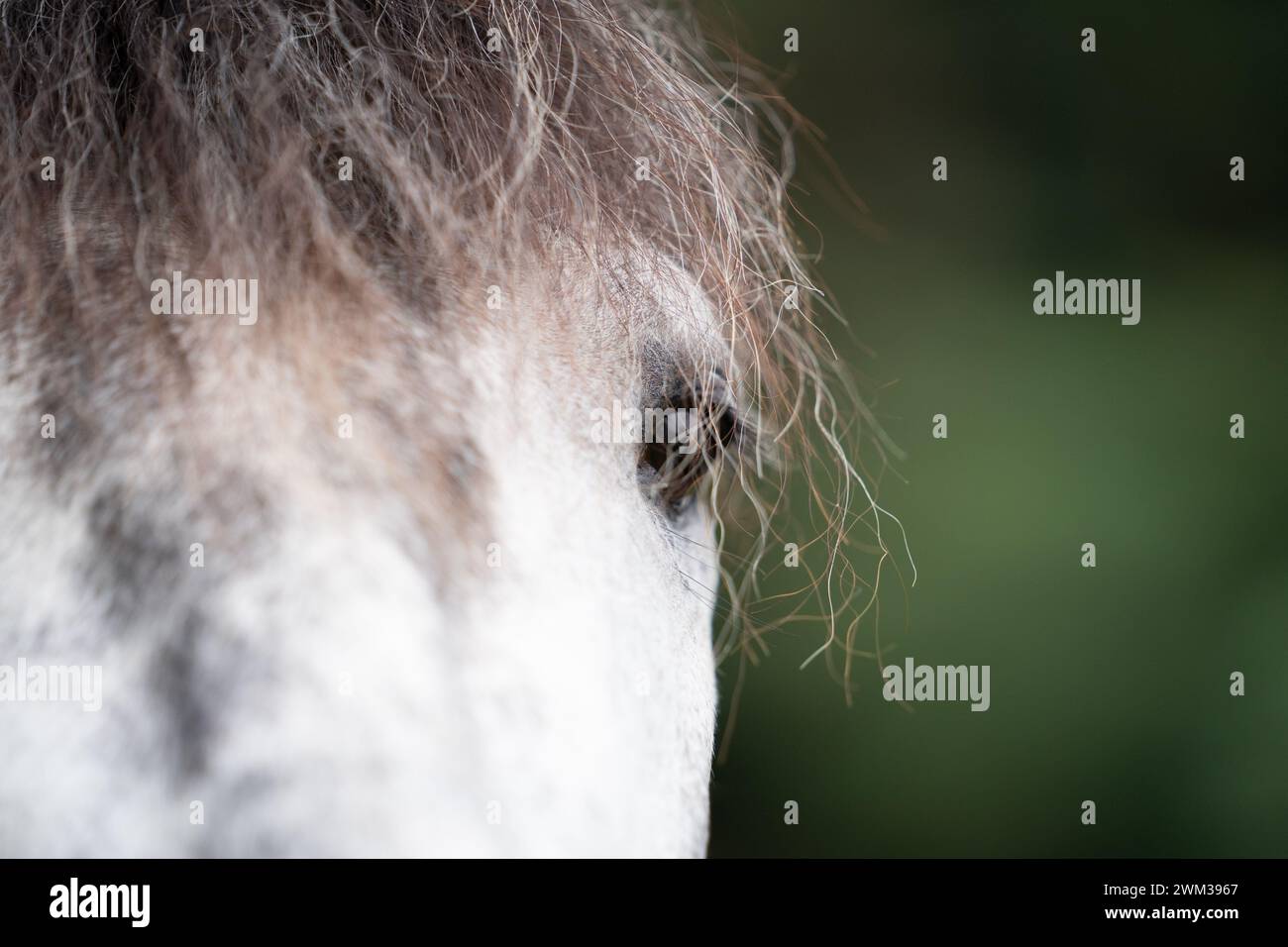 Schließen Sie das Gesicht eines dapfelgrauen Pferdes vor einem unscharfen grünen Hintergrund Stockfoto