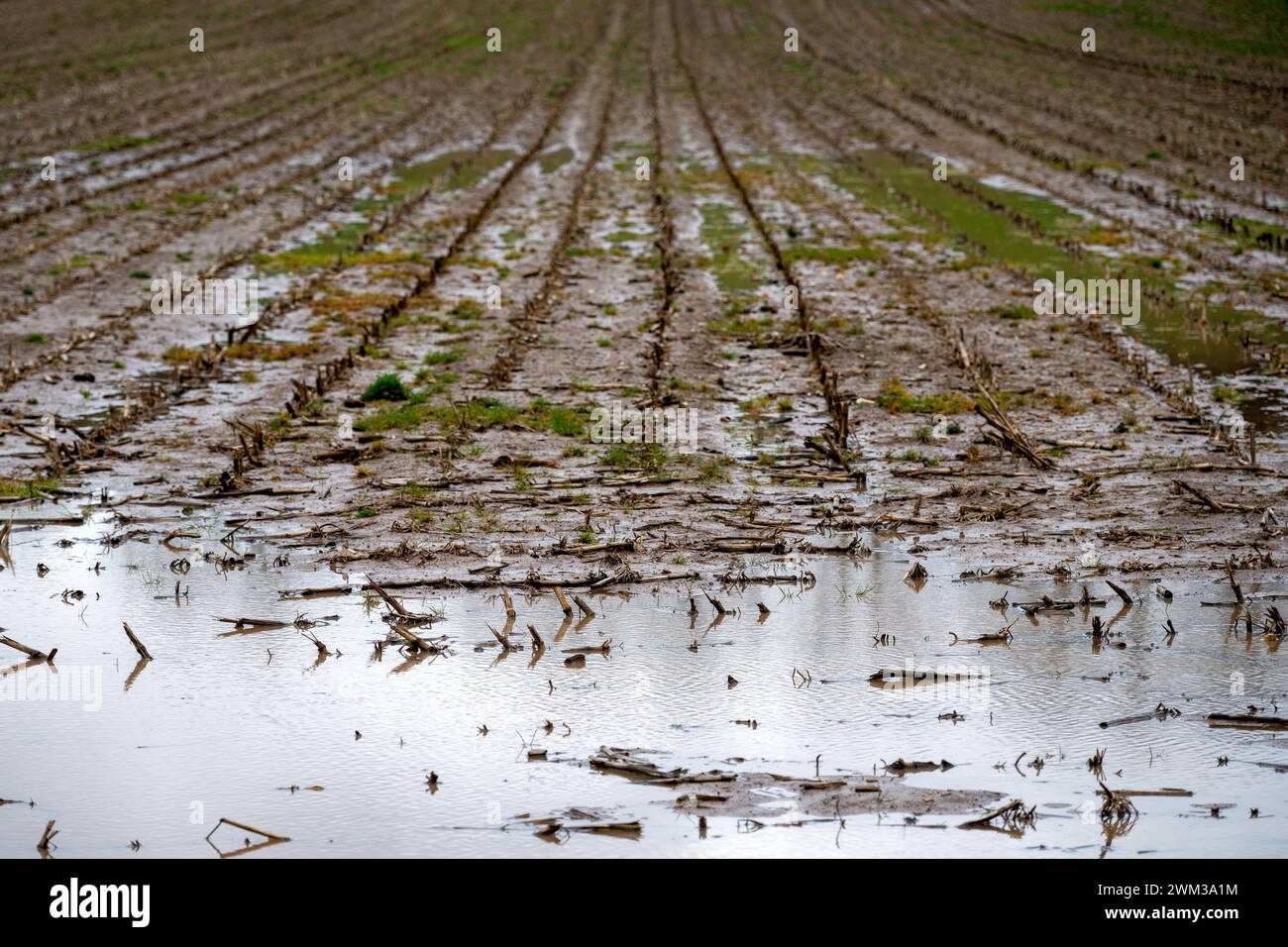 Recheldorf, Deutschland. Februar 2024. Große Pfützen haben sich auf einem Feld gebildet. Die Landwirte haben mit den Folgen der starken Regenfälle zu kämpfen. Quelle: Pia Bayer/dpa/Alamy Live News Stockfoto