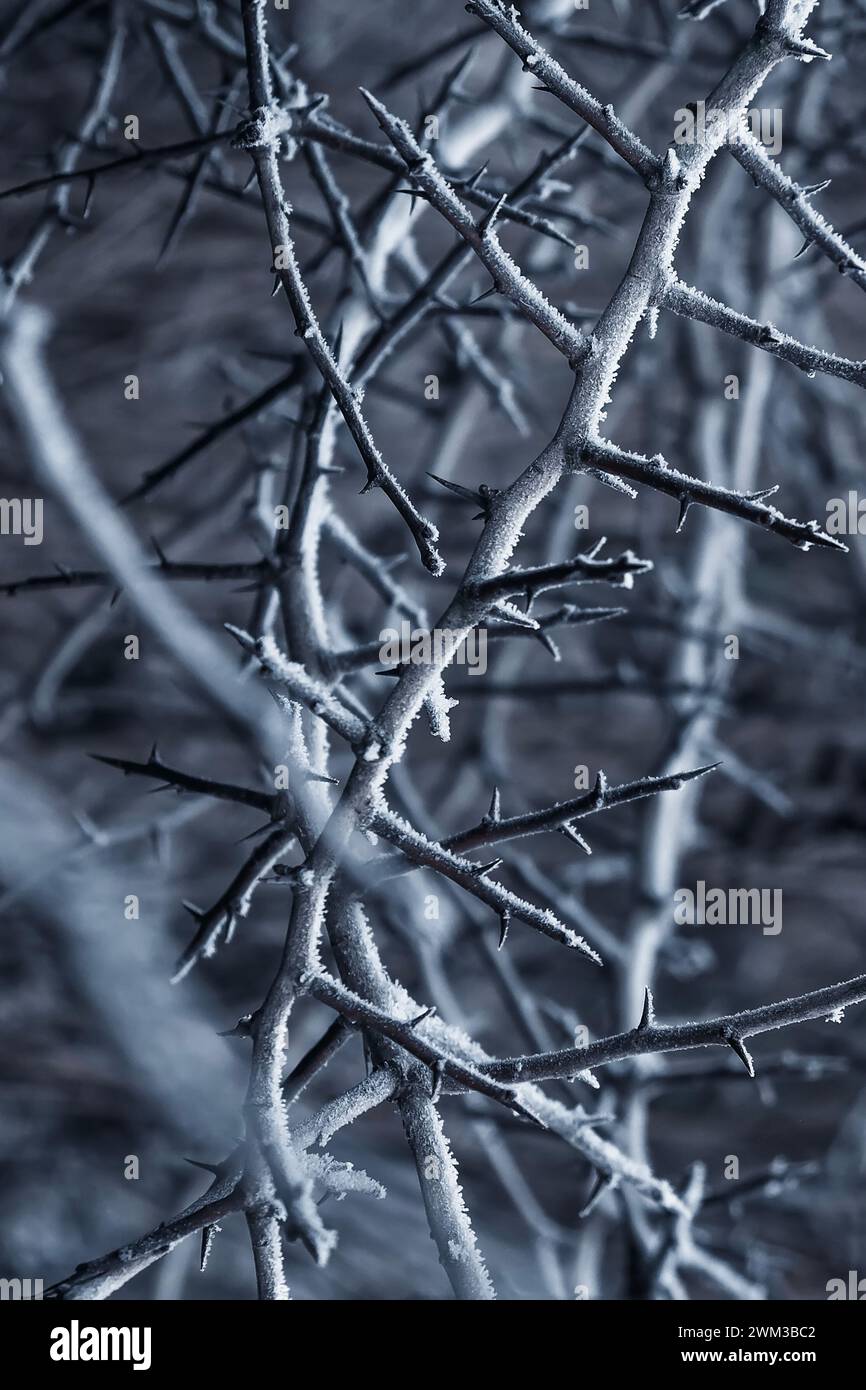 Eisige Zweige, Dornzweige im Winter Stockfoto
