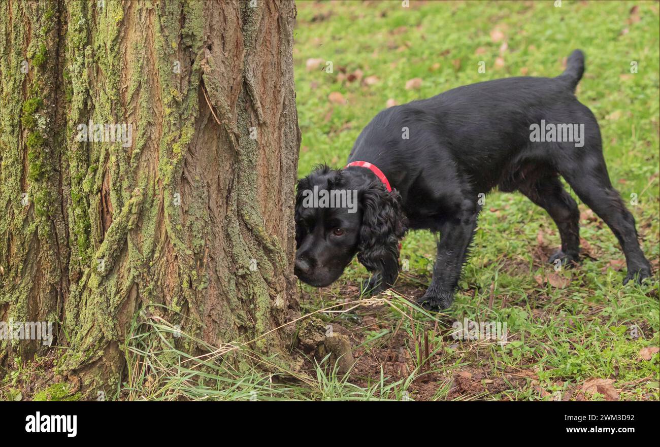 Schwarz arbeitender Cocker Spaniel schnüffelt einen Baum mit rotem Kragen Stockfoto