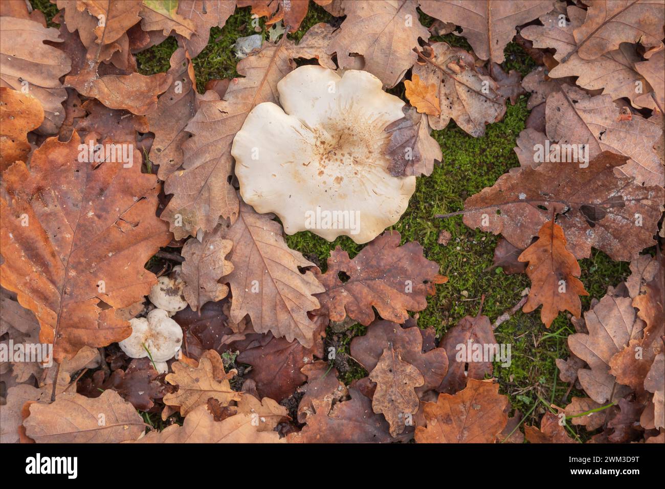 Pilzpilze, die im Herbst auf dem Waldboden wachsen, bilden einen Hintergrund Stockfoto