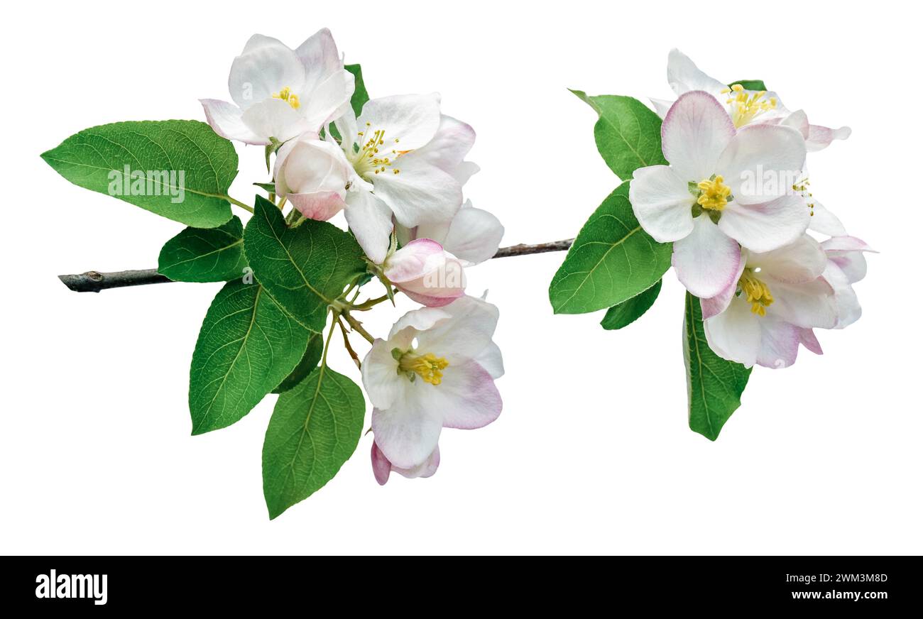 Frühlingshintergrund mit blühenden weißen Blumen. Abstrakter Blumenhintergrund der Natur. Äste des blühenden Apfelbaums, Makro mit weichem Fokus. Ostern Stockfoto