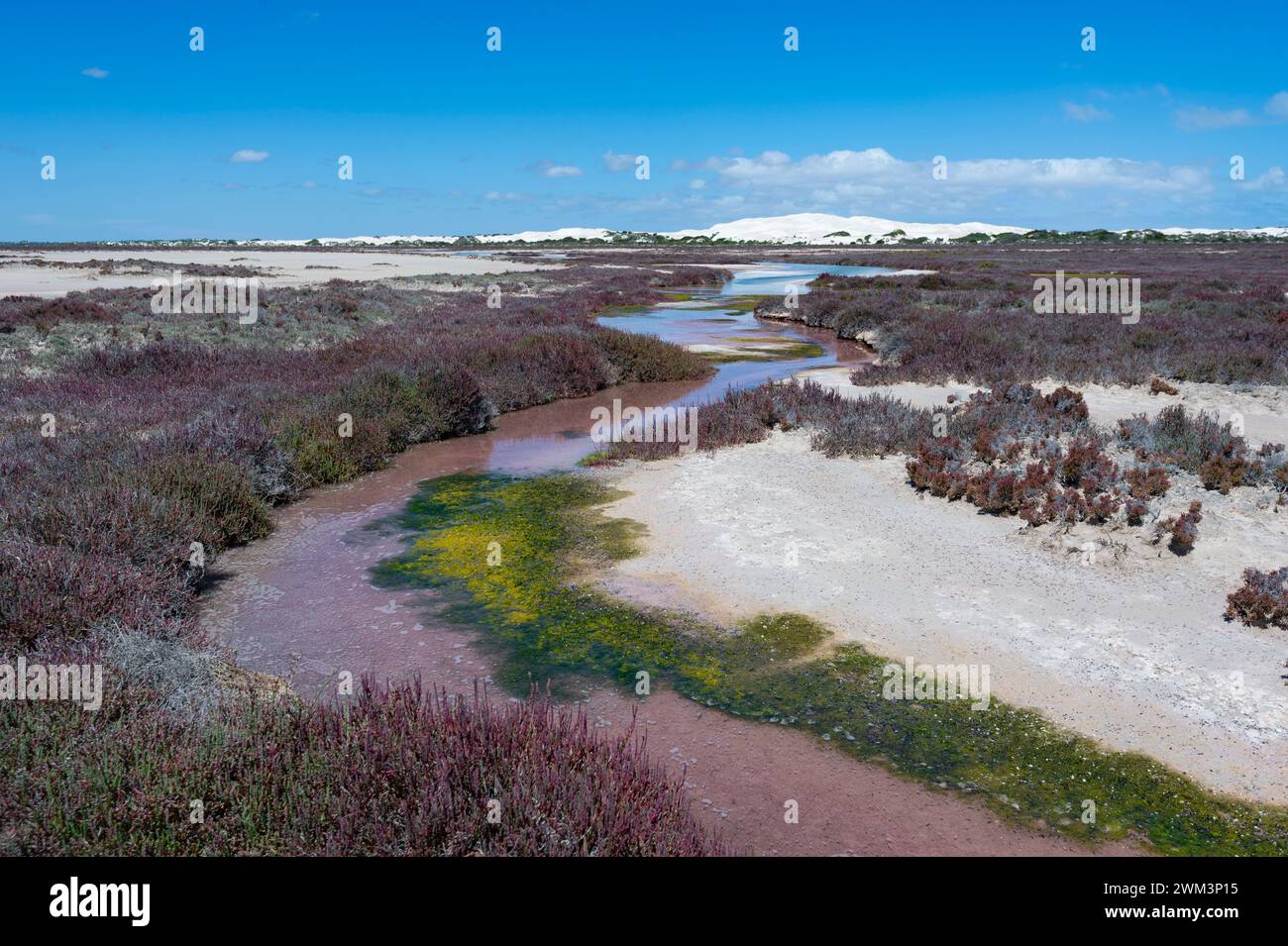 Salzwiesen in der Nähe von Lake MacDonnell, South Australia, SA, Australien Stockfoto