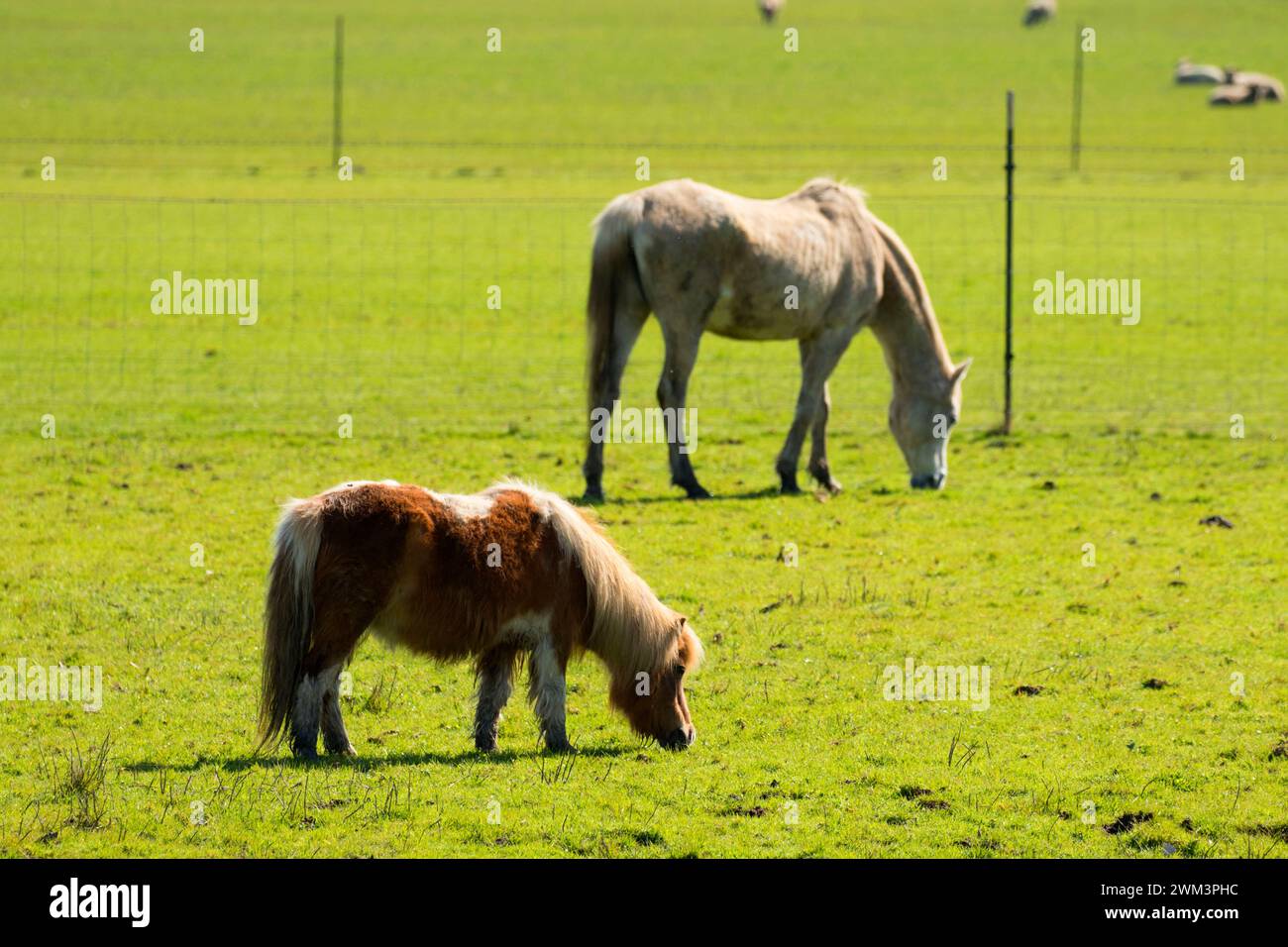 Pferde auf der Weide, Lane County, Oregon Stockfoto