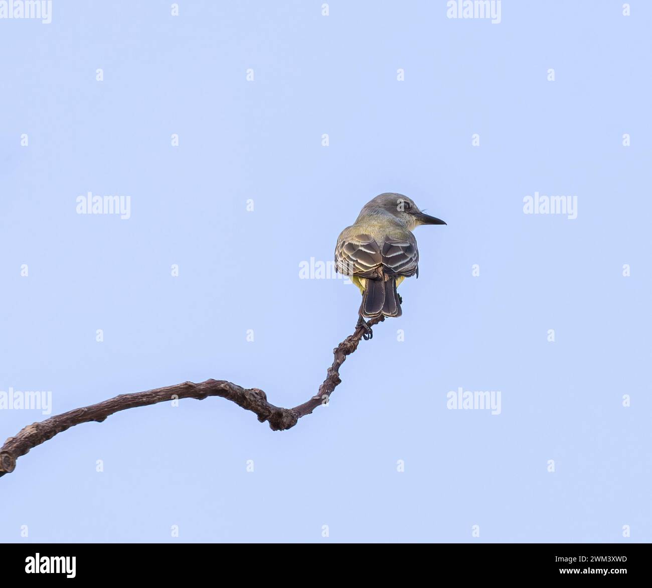 Tropischer Eisvogel, der am Ende eines Zweiges in Costa Rica thront Stockfoto