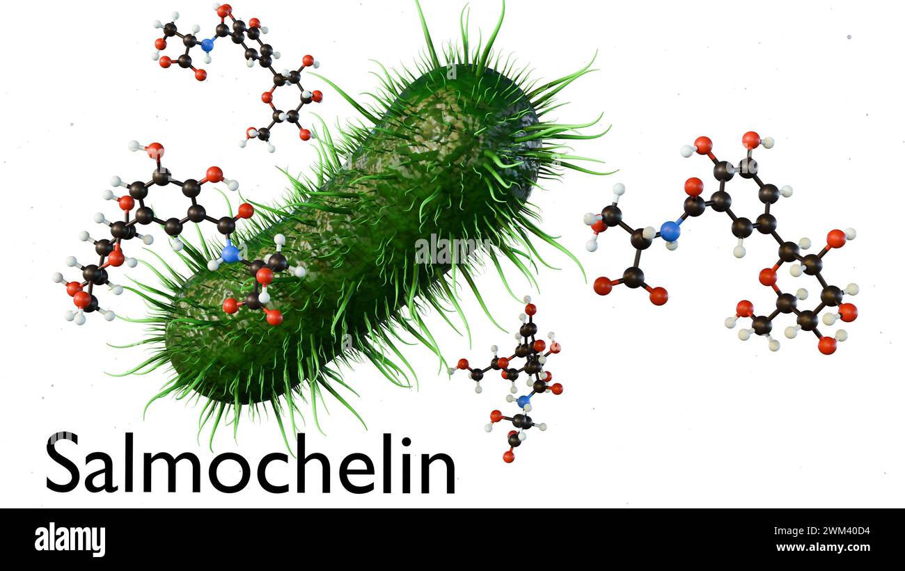 3D-Rendering von Salmochelin-Molekül Enterobactin aus Salmonella-Spezies Stockfoto