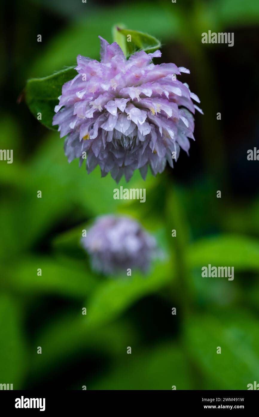 Lila Blume von Globus Amaranth im Garten Stockfoto