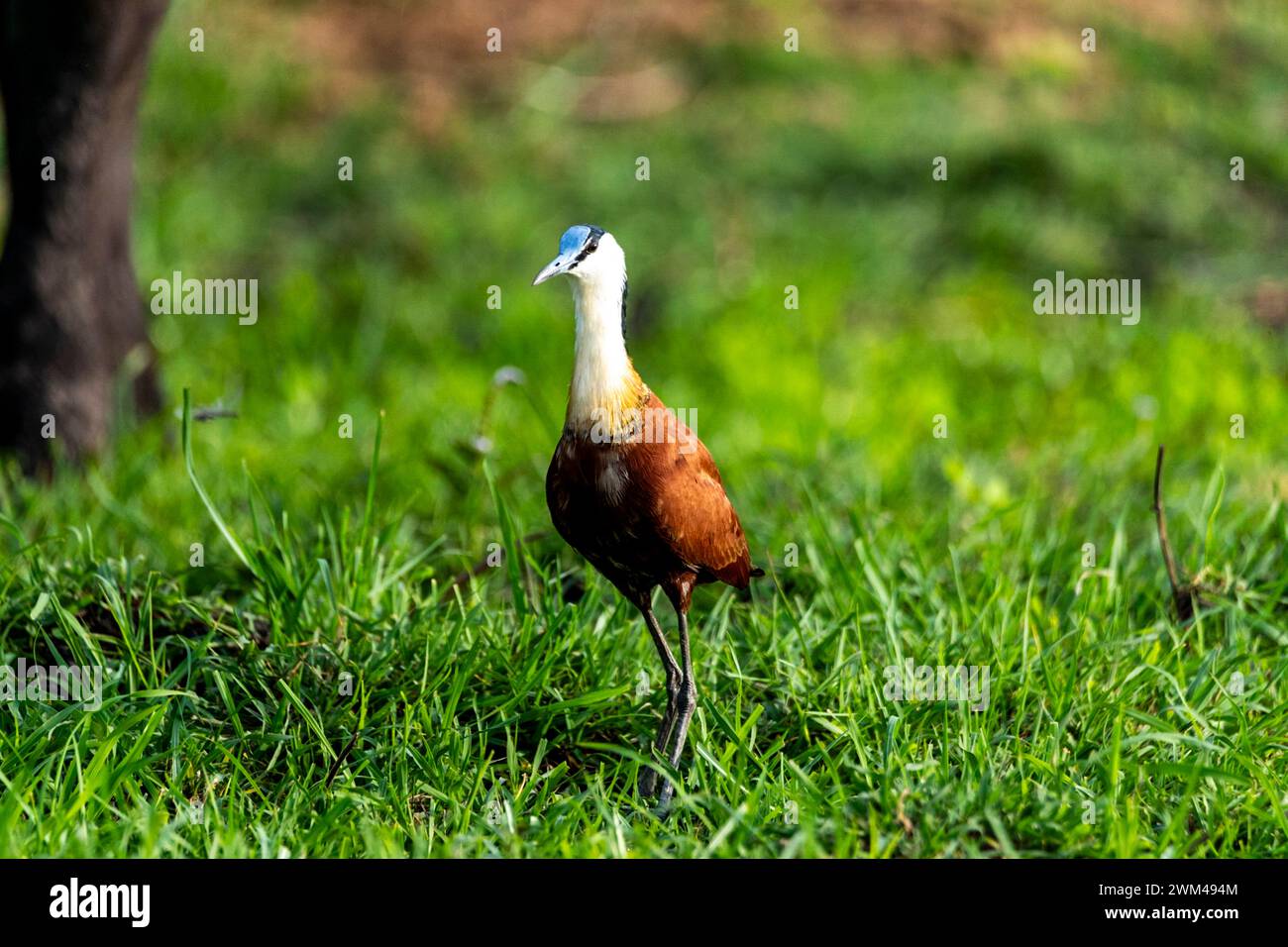 African Jacana, Actophilornis africanus, Chobe National Park, Botswana Stockfoto